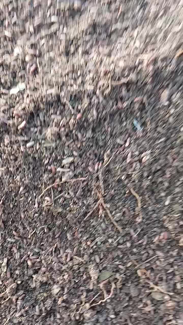 تفاله خرما وانار|لوازم جانبی حیوانات|خسروشاه, |دیوار