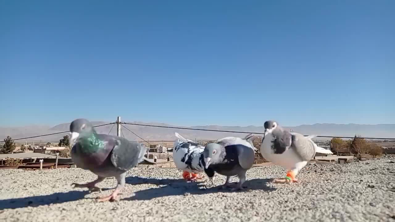 سه تا نر|پرنده|فیروزه, |دیوار