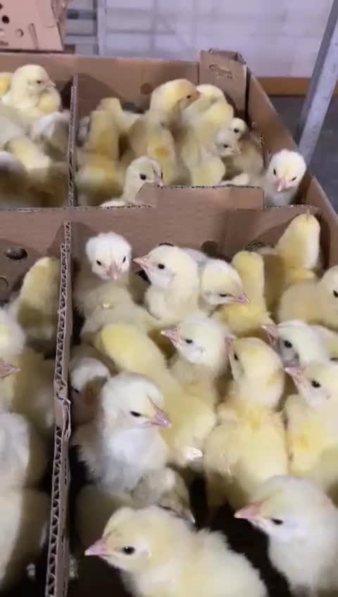 جوجه گوشتی راس ۳۰۸ از نژاد مرغ خروس سنگین وزن|حیوانات مزرعه|سیرجان, |دیوار