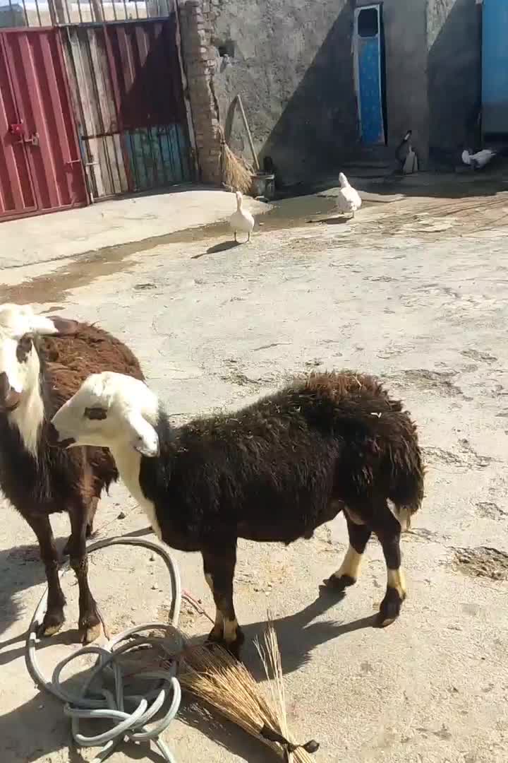 بره|حیوانات مزرعه|سیلاخور, |دیوار