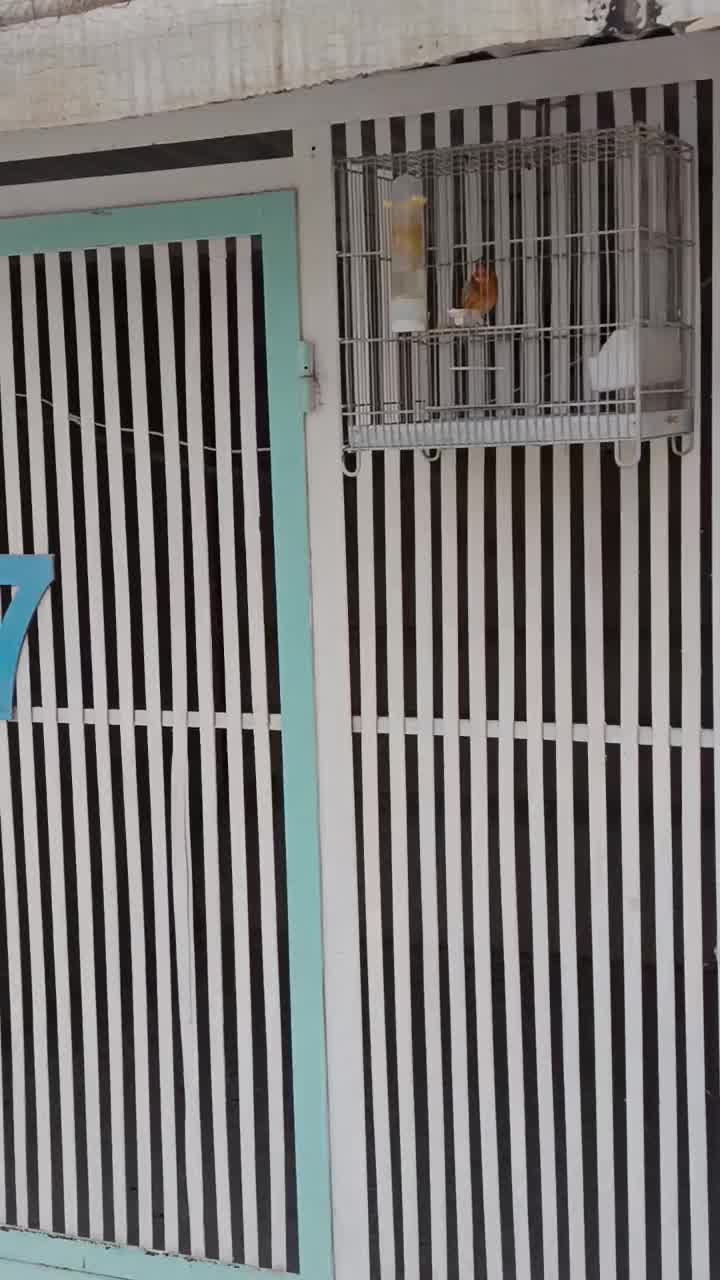 کبوتر پرشی یکجا|پرنده|ری, امین آباد|دیوار