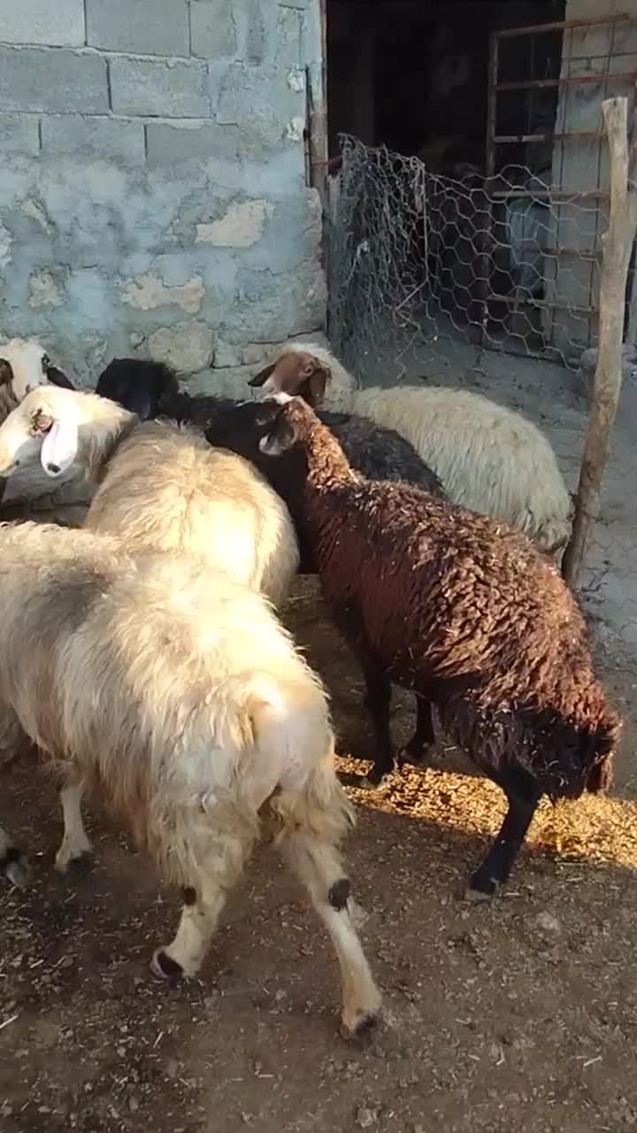 میش. گوسفند|حیوانات مزرعه|پاپی, |دیوار