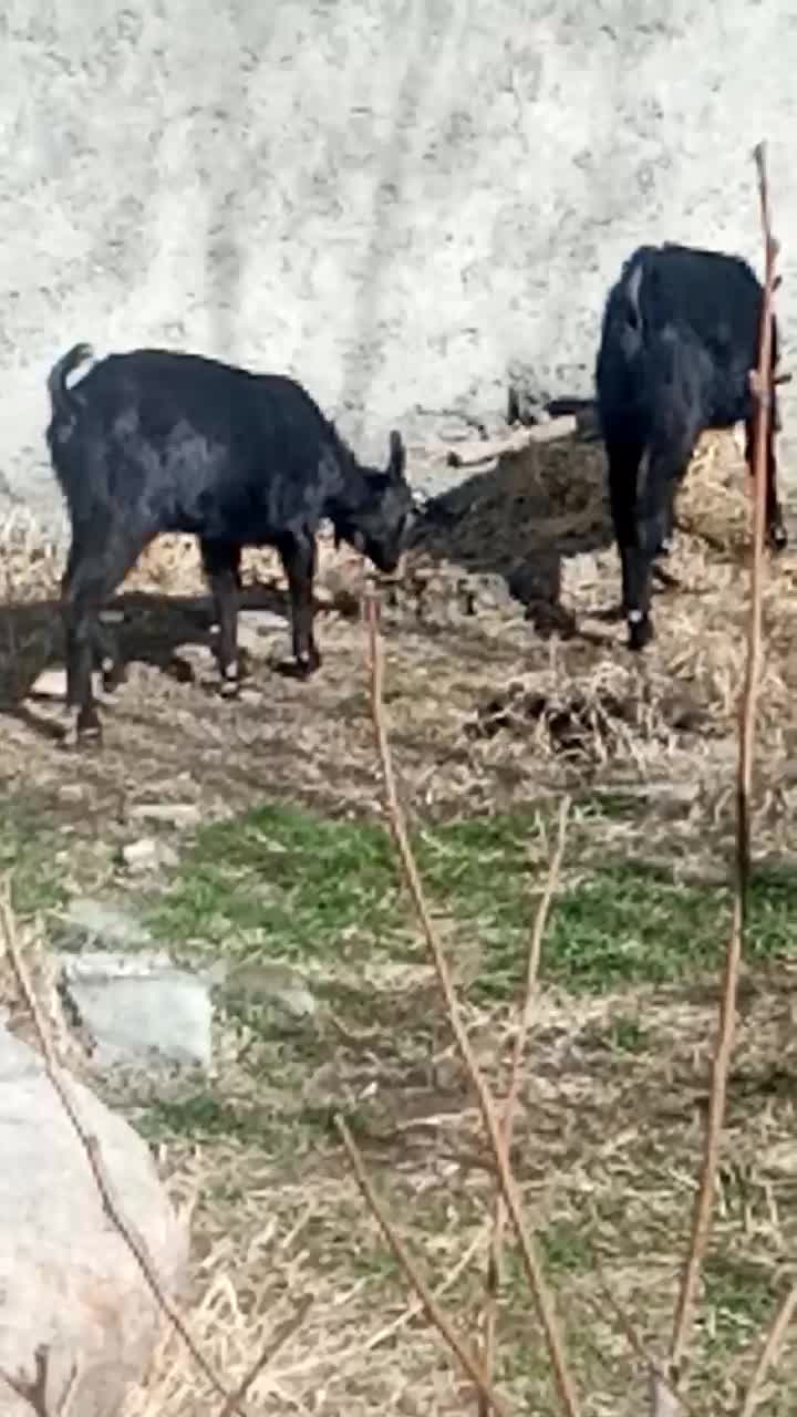 بزشیری|حیوانات مزرعه|مشگین شهر, |دیوار