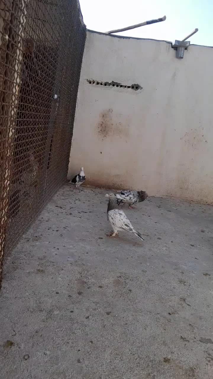 کبوتر رنگی|پرنده|اسفراین, |دیوار