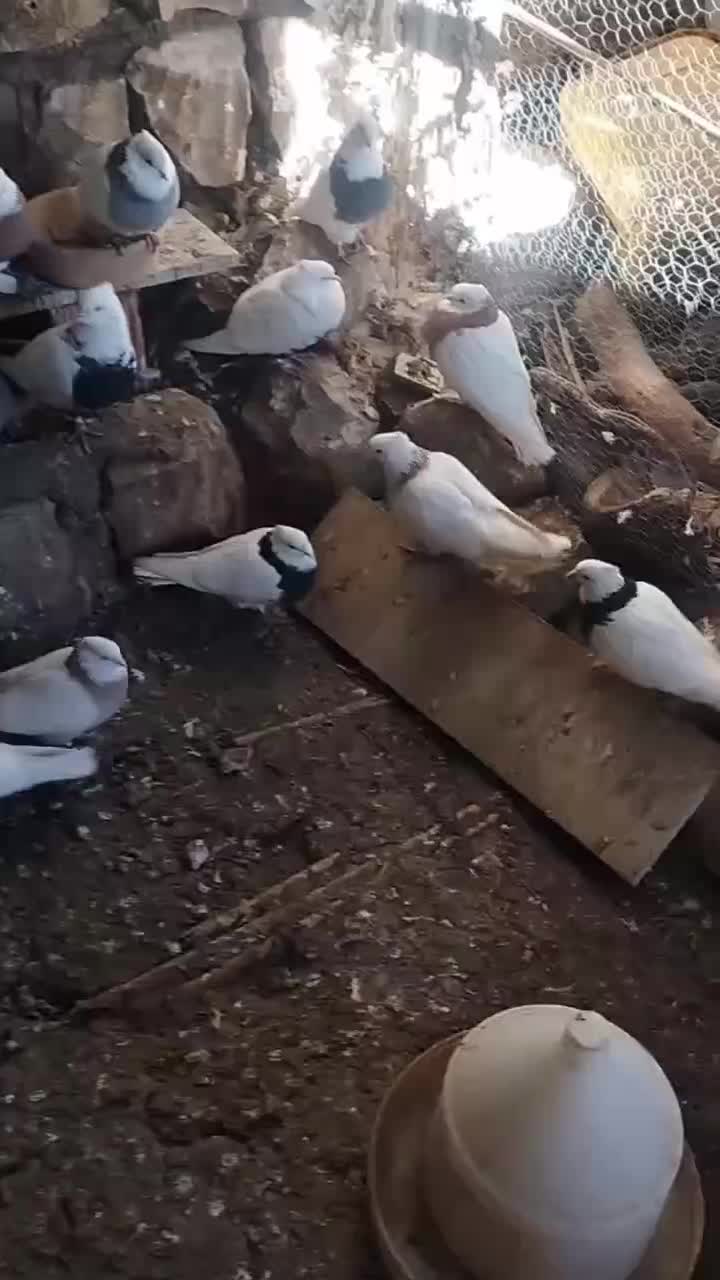 14عددکبوترخال|پرنده|چرداول, |دیوار