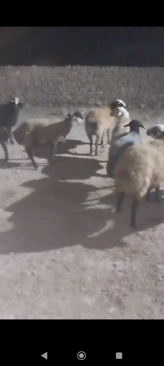 بره قوچ شال|حیوانات مزرعه|آبکوه, |دیوار