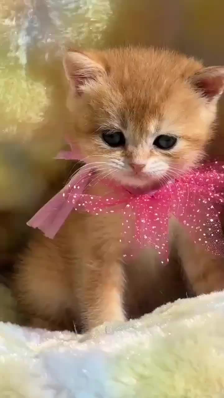 واگذاری گربه های نژاد دار|گربه|بوشهر, |دیوار