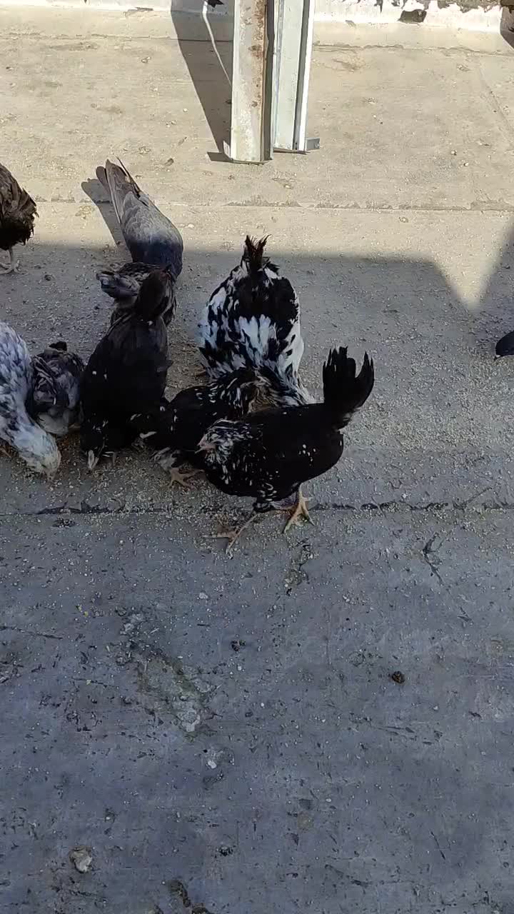 نیمچه گلین فول چهل تاج ریش کاکل|حیوانات مزرعه|شاهین‌شهر, گزبرخوار|دیوار