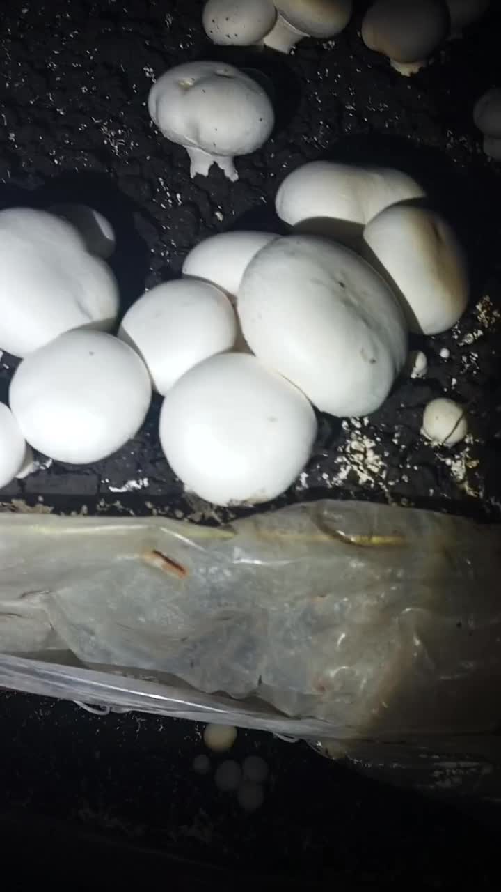 قارچ تازه درجه یک|خوردنی و آشامیدنی|دشت ذهاب, |دیوار