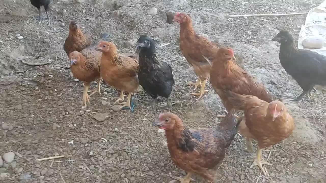 جوجه|حیوانات مزرعه|نورآباد ممسنی, |دیوار