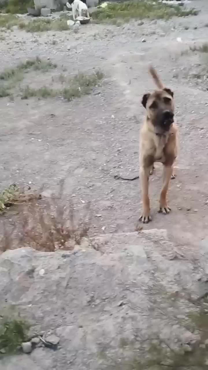 سگ سرابی|سگ|بستان آباد, |دیوار