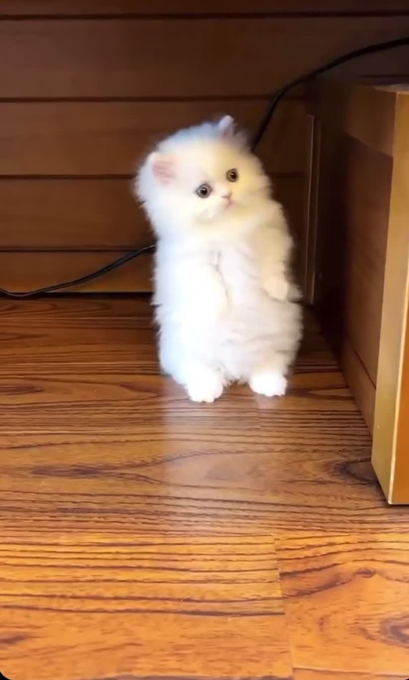 عروسک پشمالو|گربه|قم, زنبیل آباد|دیوار