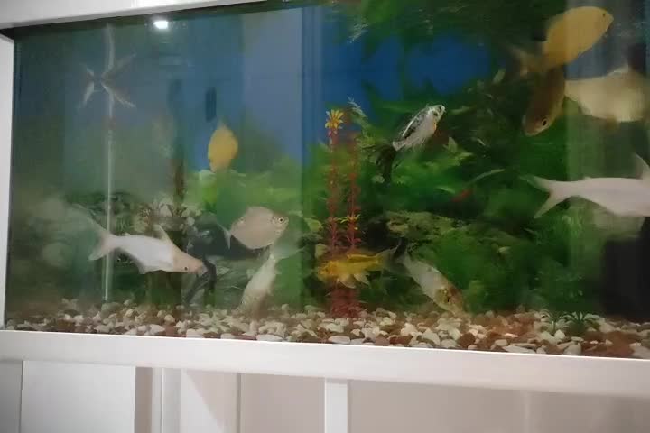 پنکوس سفید جفت|ماهی|اراک, |دیوار