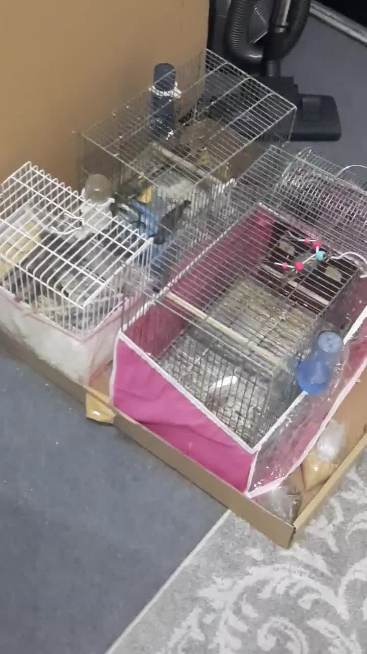 یاسمین طلایی طوسی سهره قناری|پرنده|شیراز, کوشک میدان|دیوار