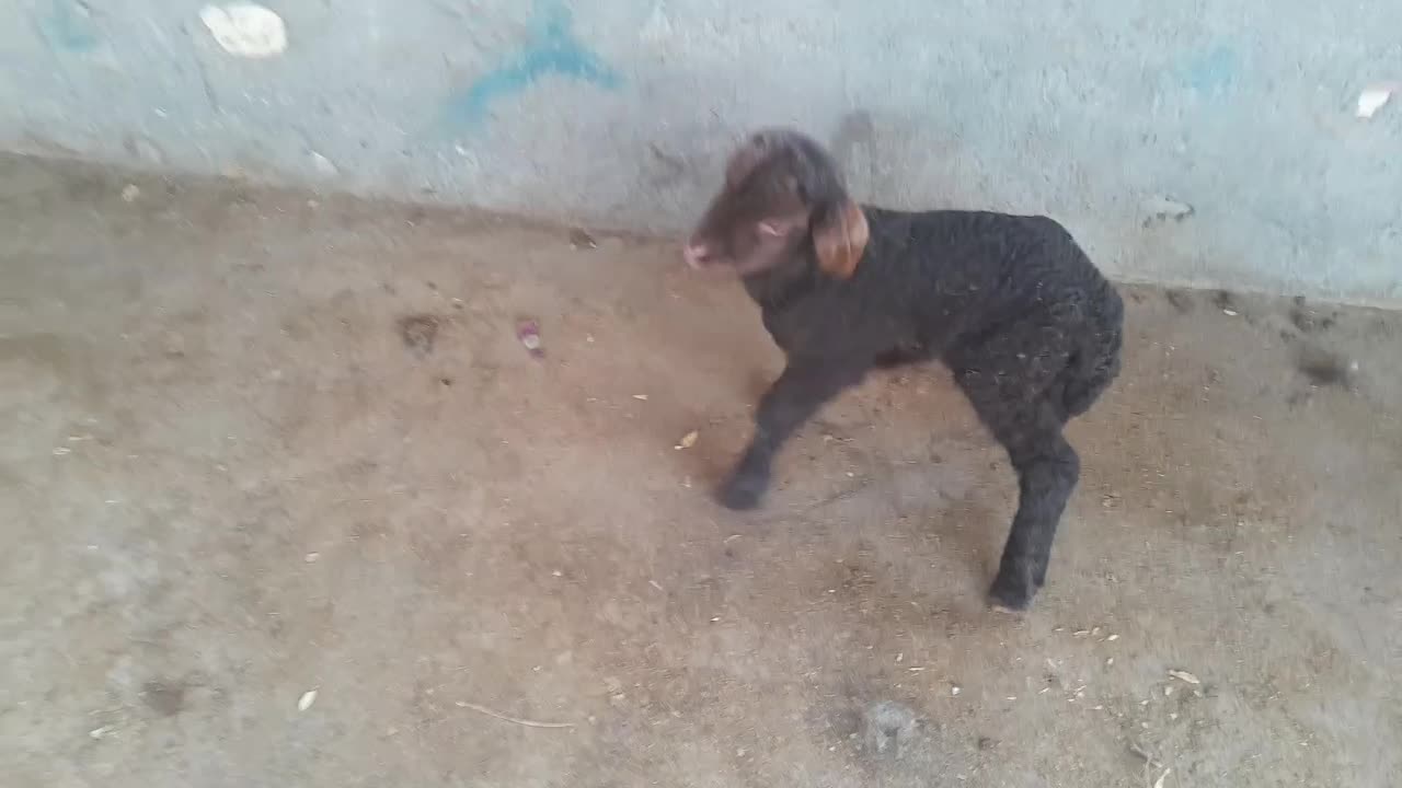 خریدوفروش بره شیری وبزغاله شیری|حیوانات مزرعه|تربتحیدریه, باغ سلطانی|دیوار