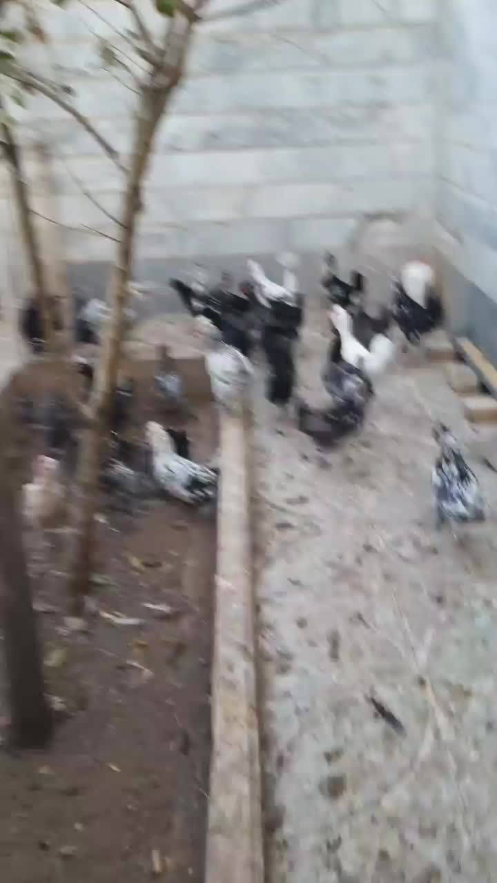 تخم مرغ نطفه دار گلین لری..مرغ و خروس گلین لری|حیوانات مزرعه|بوئین زهرا, |دیوار