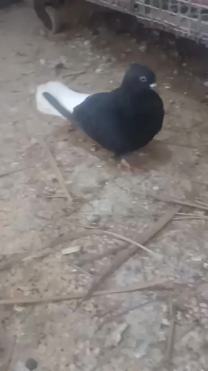 کفتر|پرنده|شوشتر, |دیوار