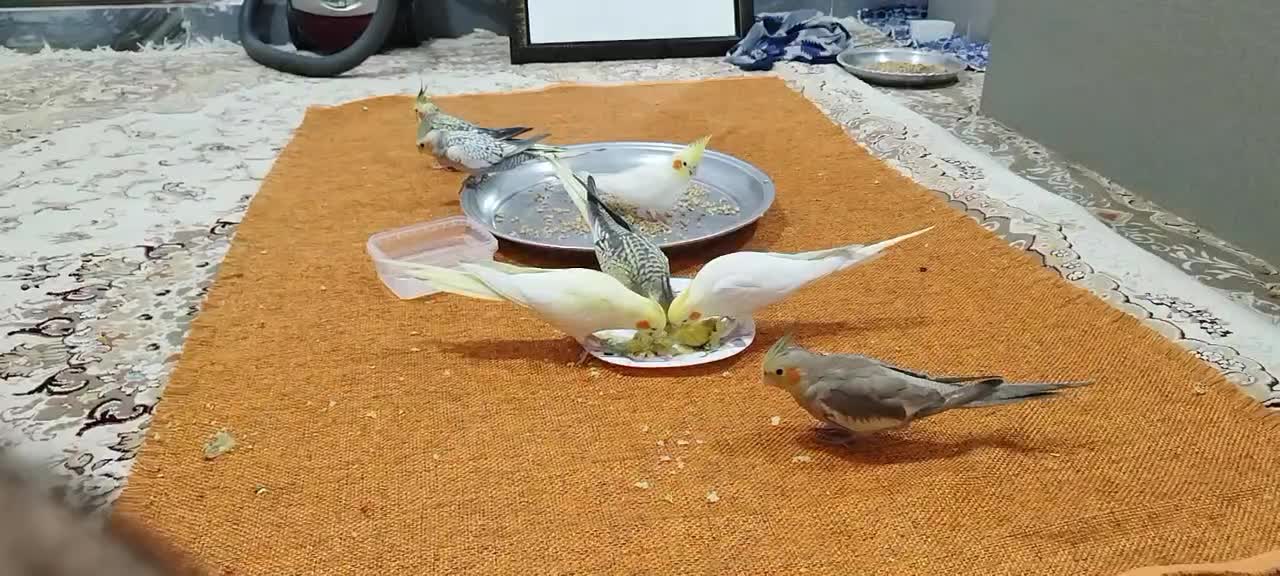 فروش عروس هلندی|پرنده|شوشتر, |دیوار