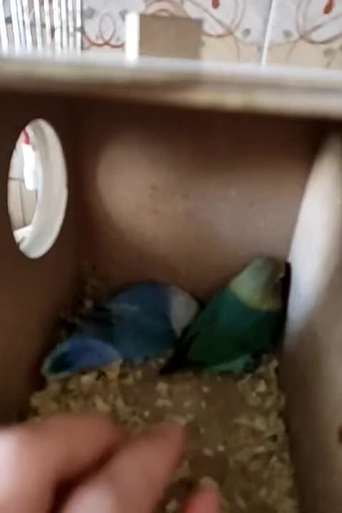 پرنده کوتوله|پرنده|اردکان, |دیوار