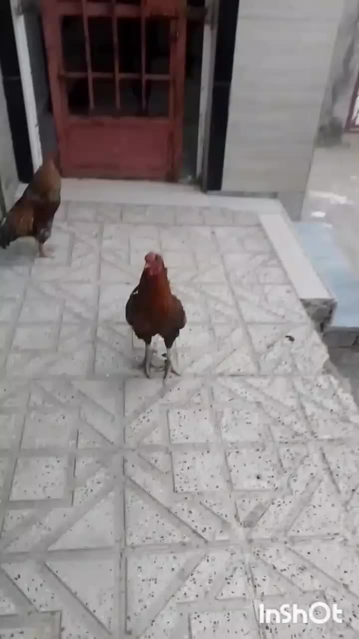 خروس لاری|حیوانات مزرعه|خاوه, |دیوار