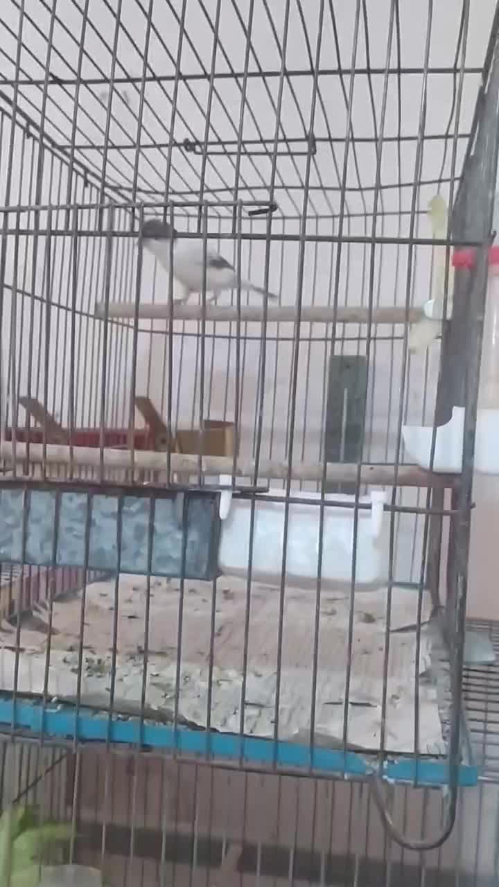 قناری رنگ روشن درجه 1|پرنده|قم, حاج خلیل|دیوار