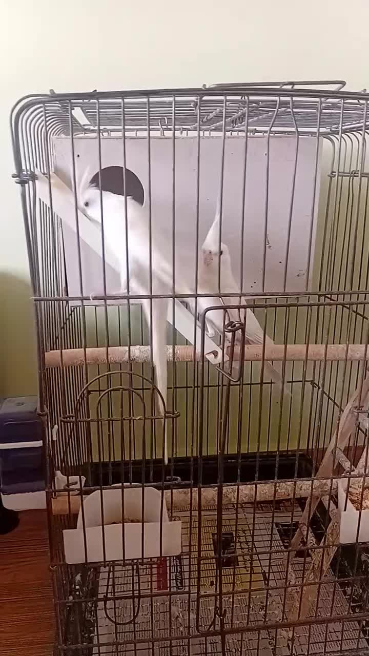 جفت آلبینو|پرنده|فومن, |دیوار