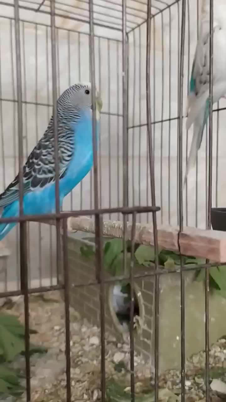 مرغ عشق مولد تضمینی و جوجه مرغ عشق|پرنده|کرج, گلدشت|دیوار