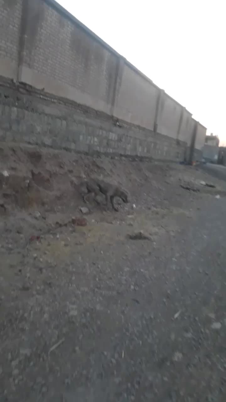 توله سگ ۶ماه سرابی ماده قابل معاوضه|سگ|دره شهر, |دیوار