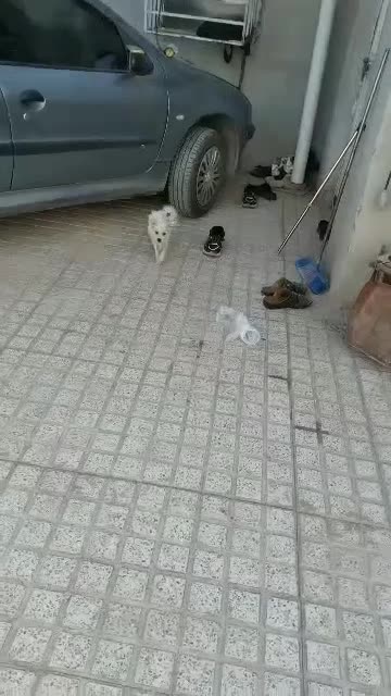 سگ پامر|سگ|جیرفت, |دیوار