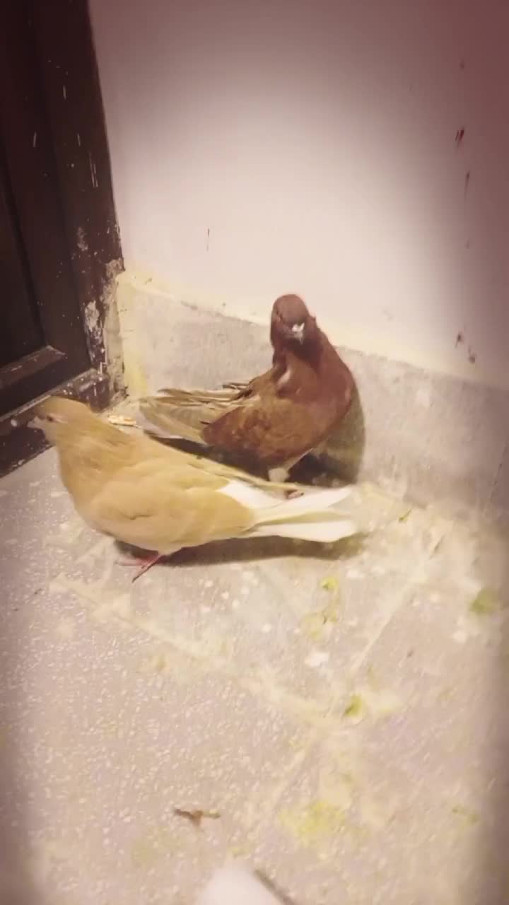 کبوتر پرشی|پرنده|پردیس, فاز ۲|دیوار