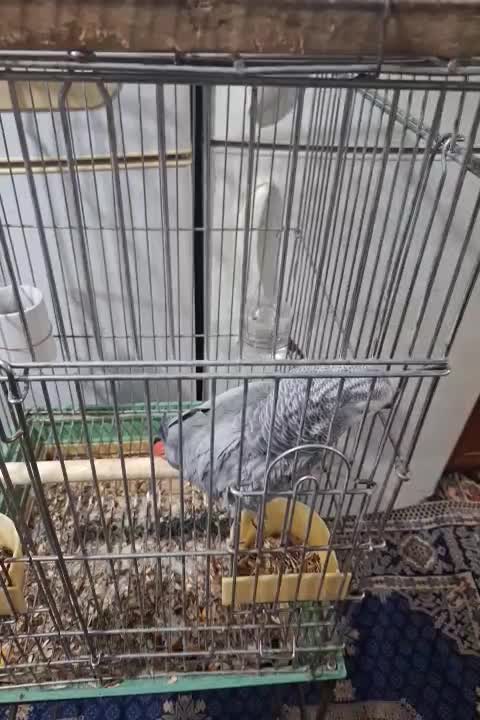 کاسکو سخنگو|پرنده|ری, سیزده آبان|دیوار