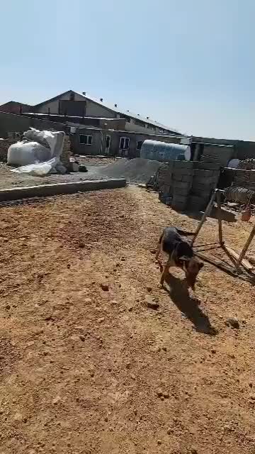 واگذاری سگ نگهبان|سگ|کرج, کیانمهر|دیوار