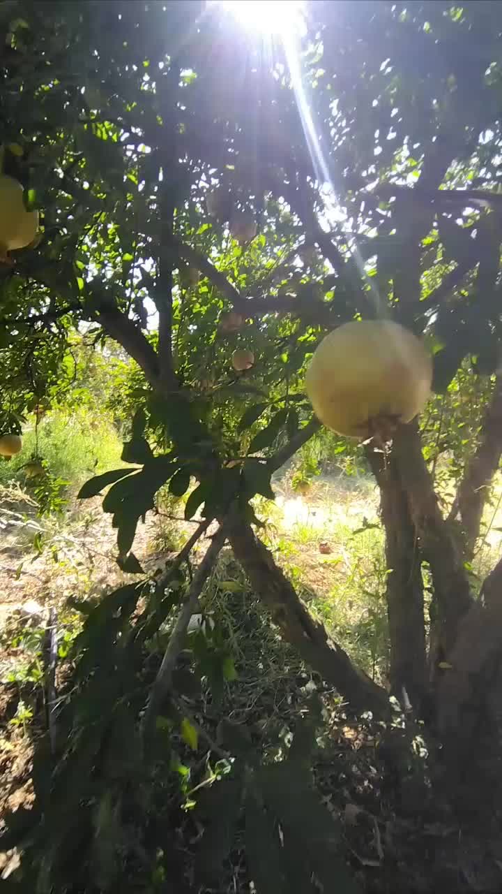 باغ انار  اجاره سفید و قرمز خفر|اجارهٔ دفتر صنعتی، کشاورزی، تجاری|شیراز, بعثت|دیوار