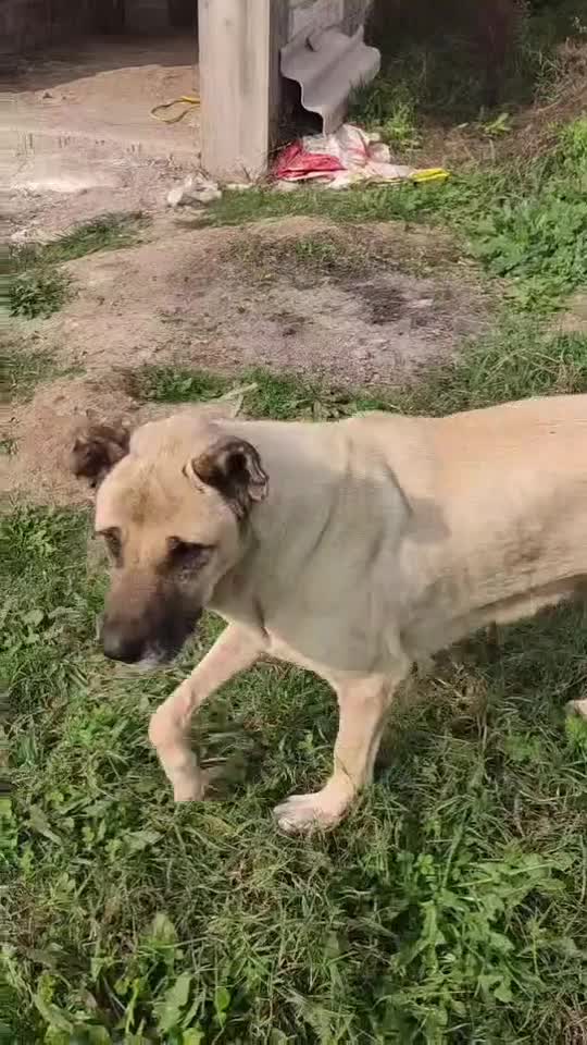 سگ سرابی|حیوانات|تالش, طولارود|دیوار