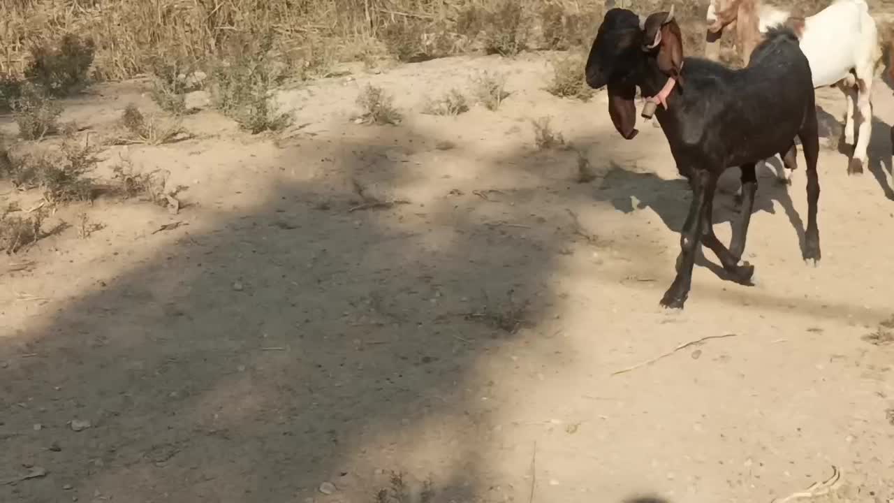 نر بزهای پاکستانی نژاد دوقلو هیکلی و ذات دار|حیوانات مزرعه|اهواز, شهدای انتظامی|دیوار