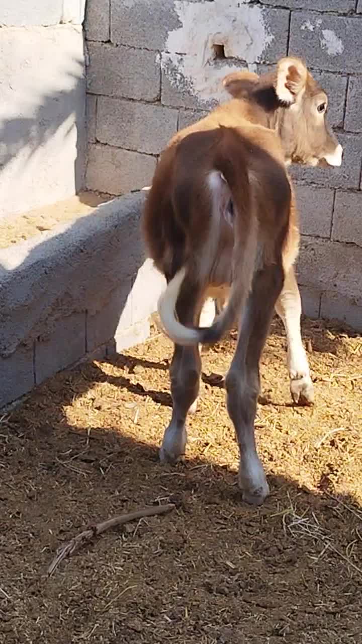 گوساله ماده جنس خوب|حیوانات مزرعه|آبپخش, |دیوار