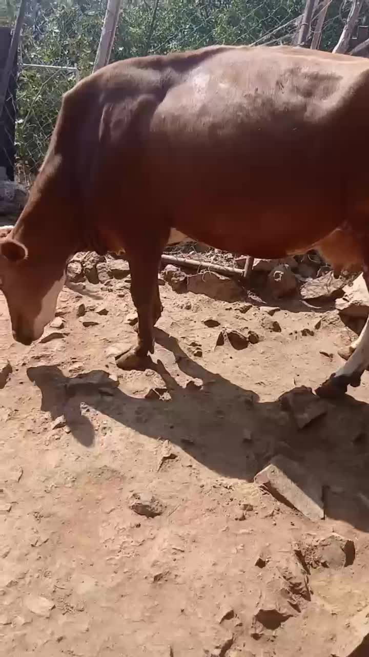 گاو|حیوانات مزرعه|مریوان, |دیوار