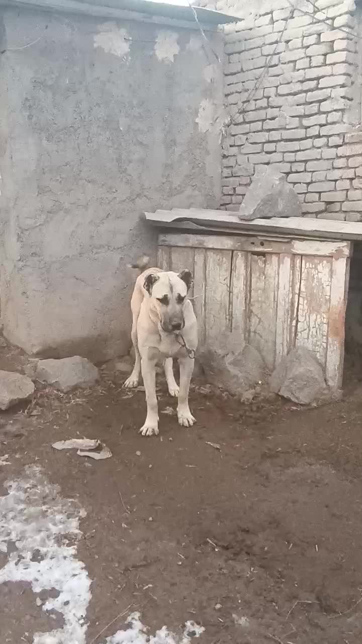 سگ سرابی اصیل|سگ|سراب, |دیوار