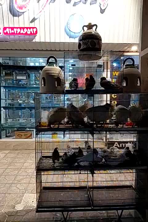 طوطی کبوتر و مرغ و خروس قربانی|پرنده|کرج, شهرک رضوانیه|دیوار