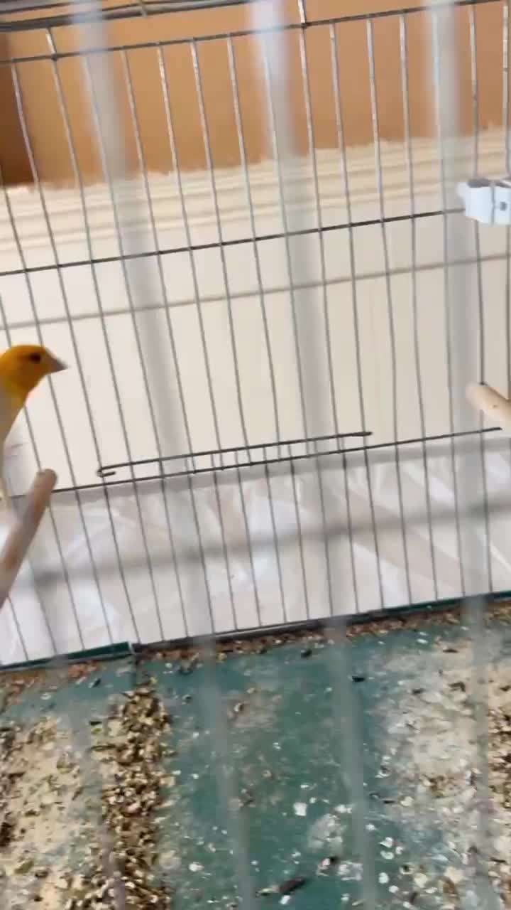 قناری|پرنده|بافق, |دیوار