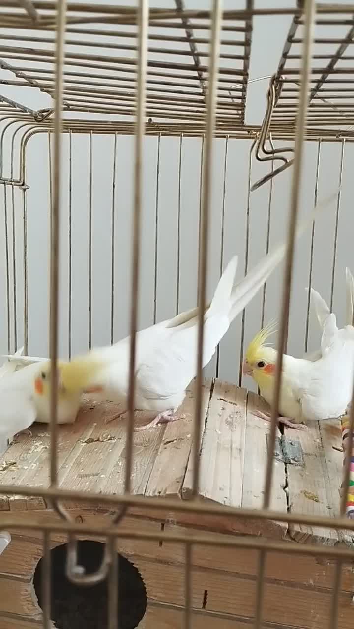 عروس هلندی نروماده جفت لوتینو با دوتاجوجه و تخم|پرنده|تهران, هفت چنار|دیوار