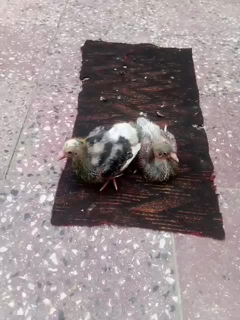 کبوتر|پرنده|شوشتر, |دیوار