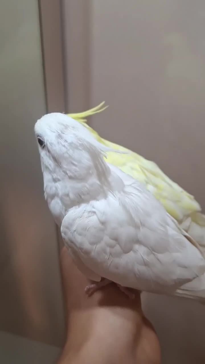 طوطی عروس هلندی لوتینو و البینو|پرنده|رشت, کوی مهر|دیوار