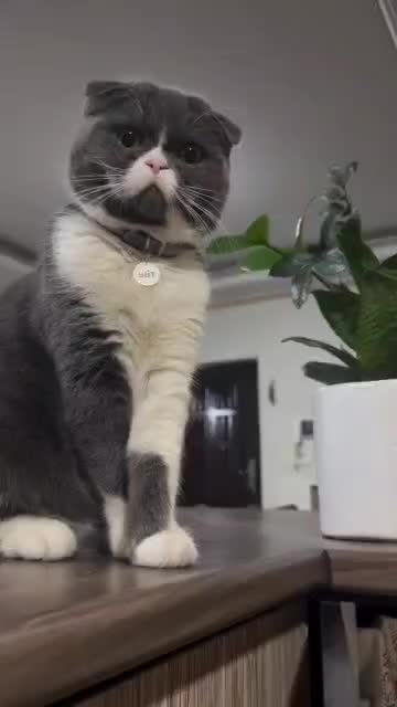 واگذاری گربه اسکاتیش فولد نر بلو|گربه|کرج, میدان میوه و تره بار مرکزی|دیوار