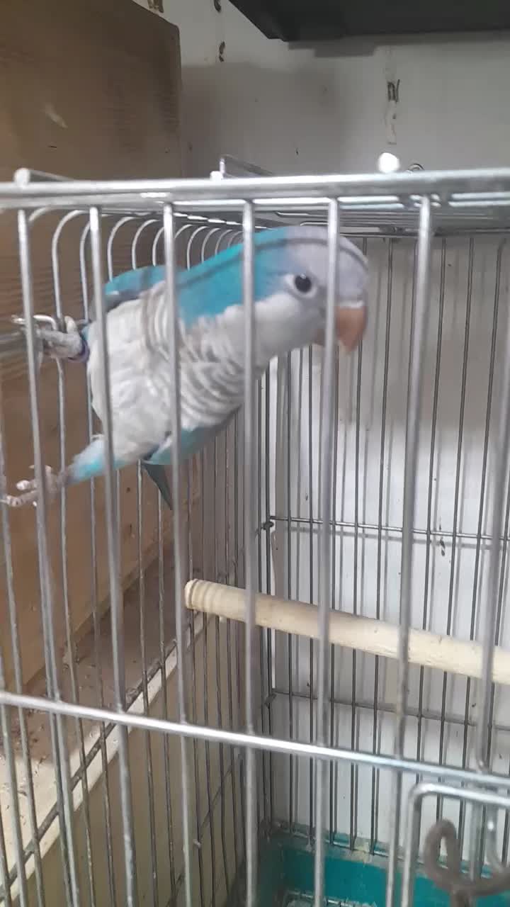 طوطی راهب نر بالغ|پرنده|اصفهان, ملک‌شهر|دیوار