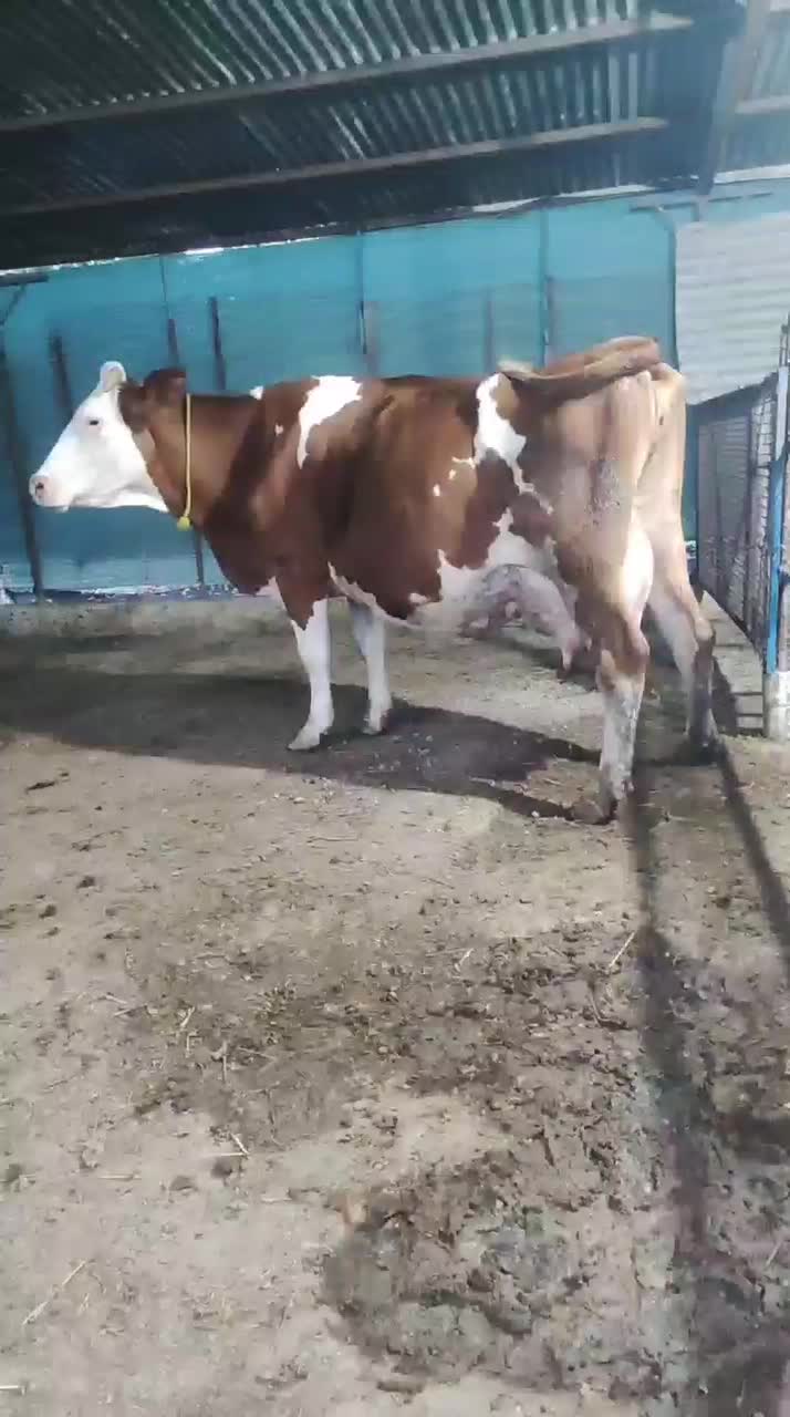 گاو سیمینتال شیری|حیوانات مزرعه|بندر گز, |دیوار