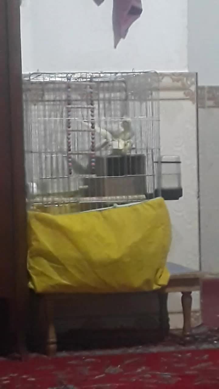 معاوضه طوطی برزیلی|پرنده|پیشوا, |دیوار