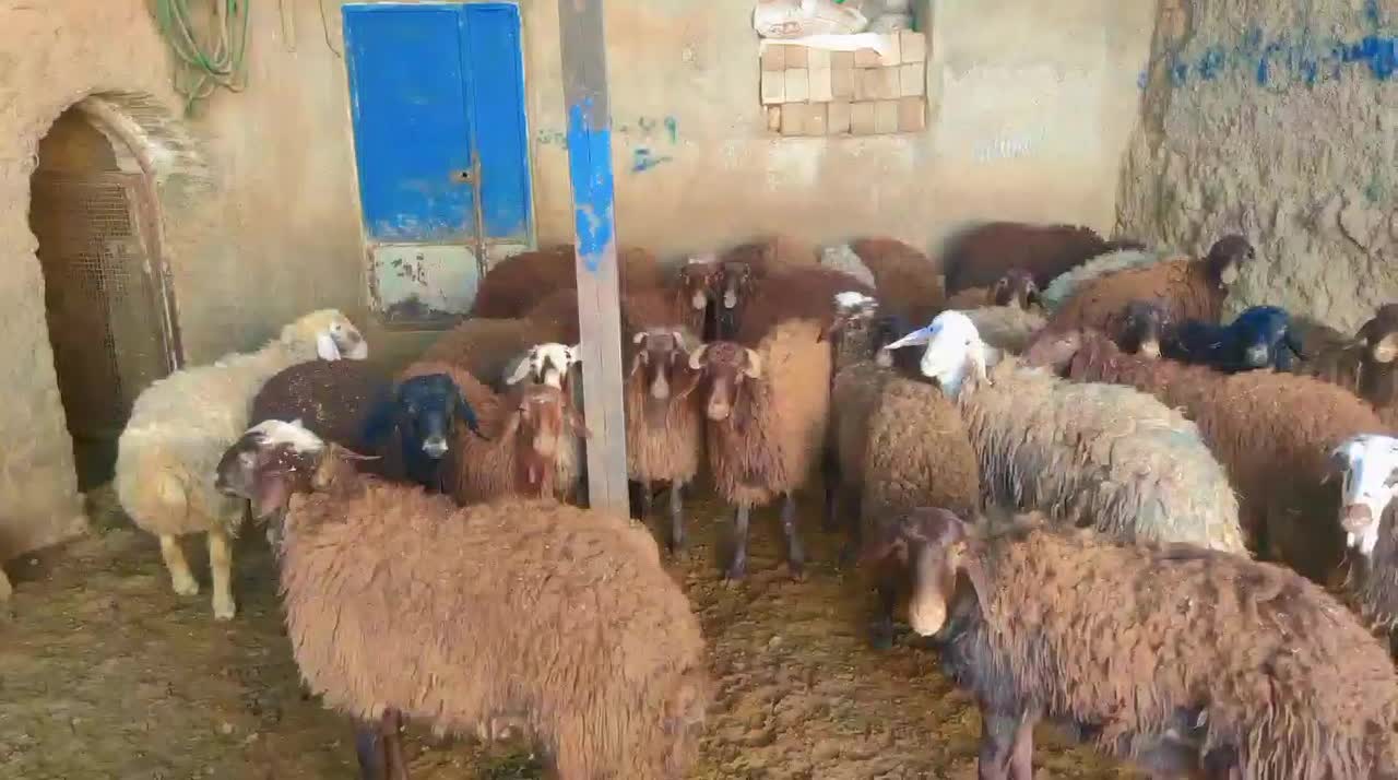 بره نر ماده گوشتی|حیوانات مزرعه|بوئین و میاندشت, |دیوار