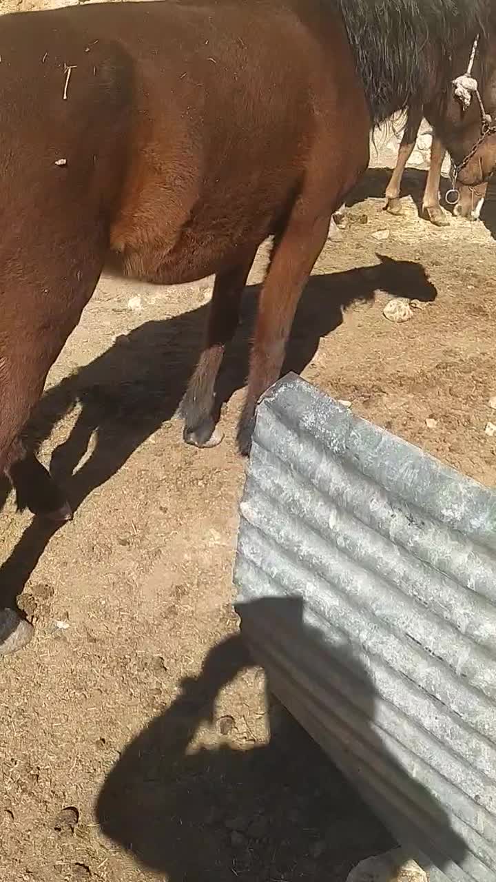 اسب‌‌مادیان|اسب و تجهیزات اسب‌سواری|زاغه, |دیوار