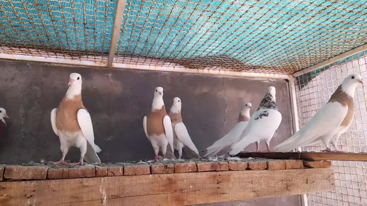 طوقی|پرنده|شیراز, وحدت|دیوار